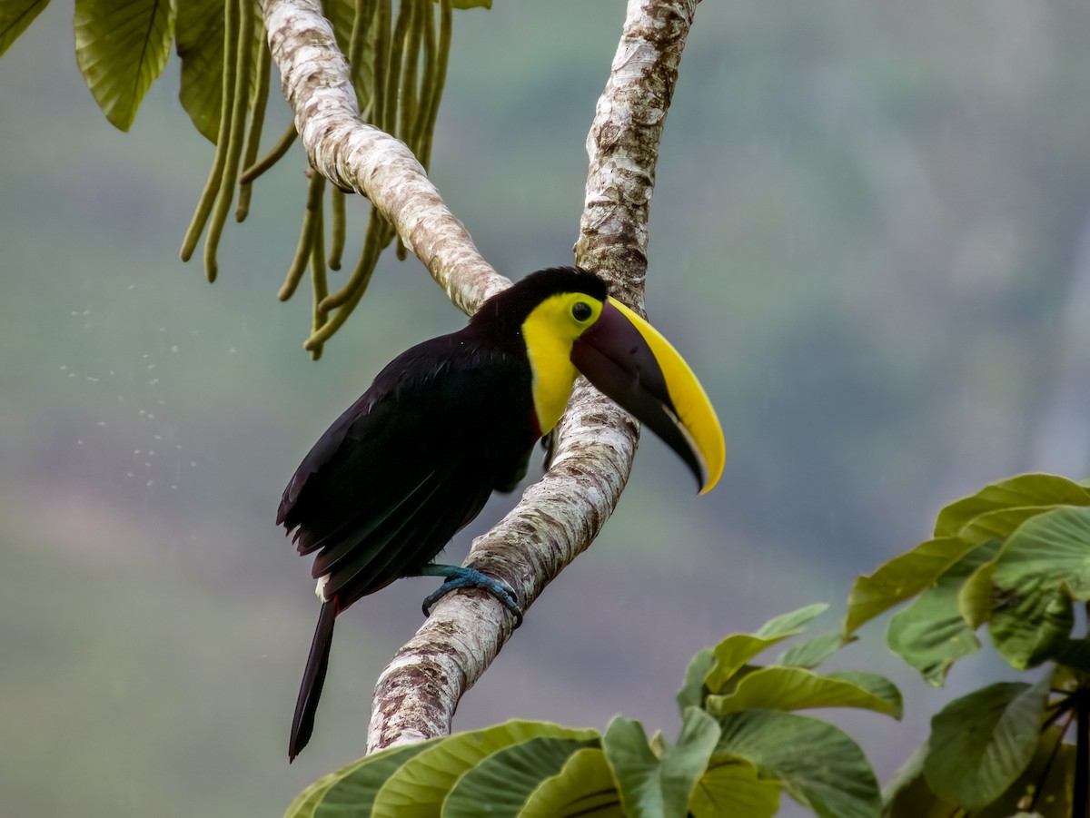 Yellow-throated Toucan - Imogen Warren