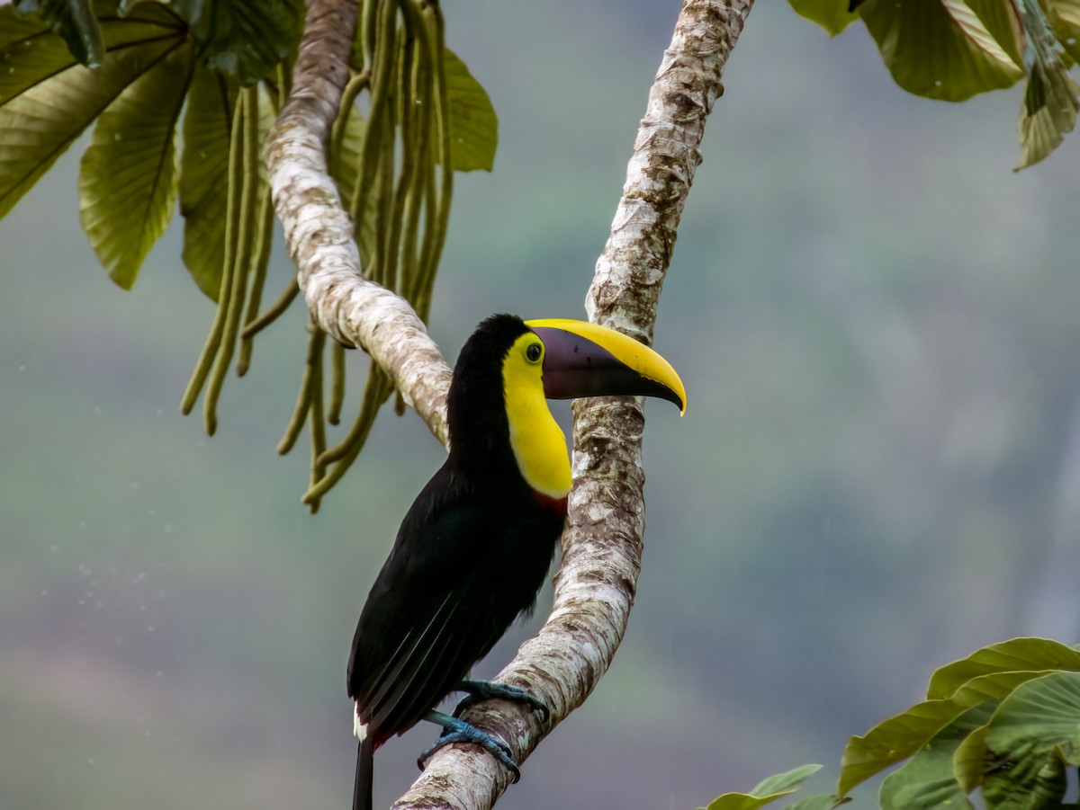 Yellow-throated Toucan - Imogen Warren