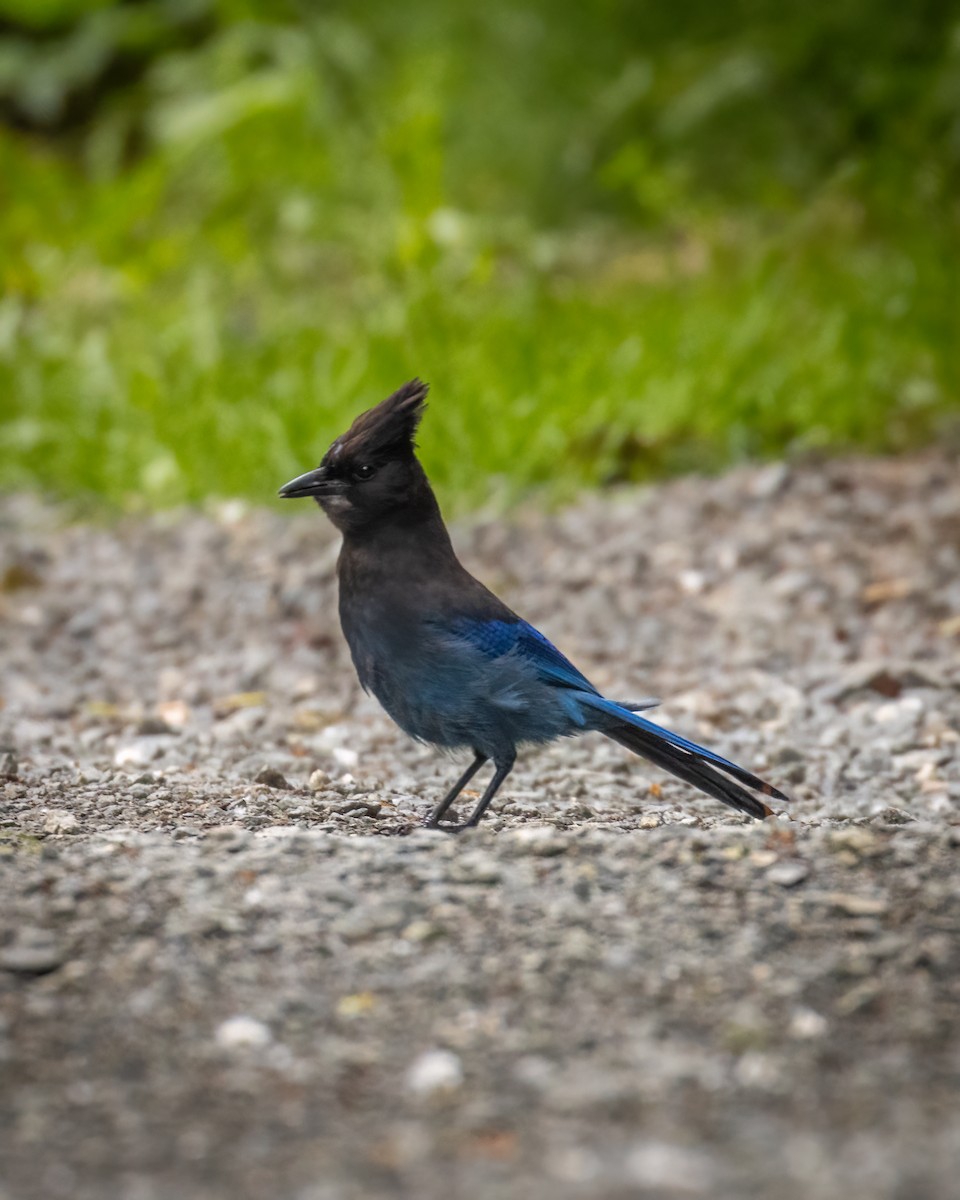 Steller's Jay - Mason Prokop