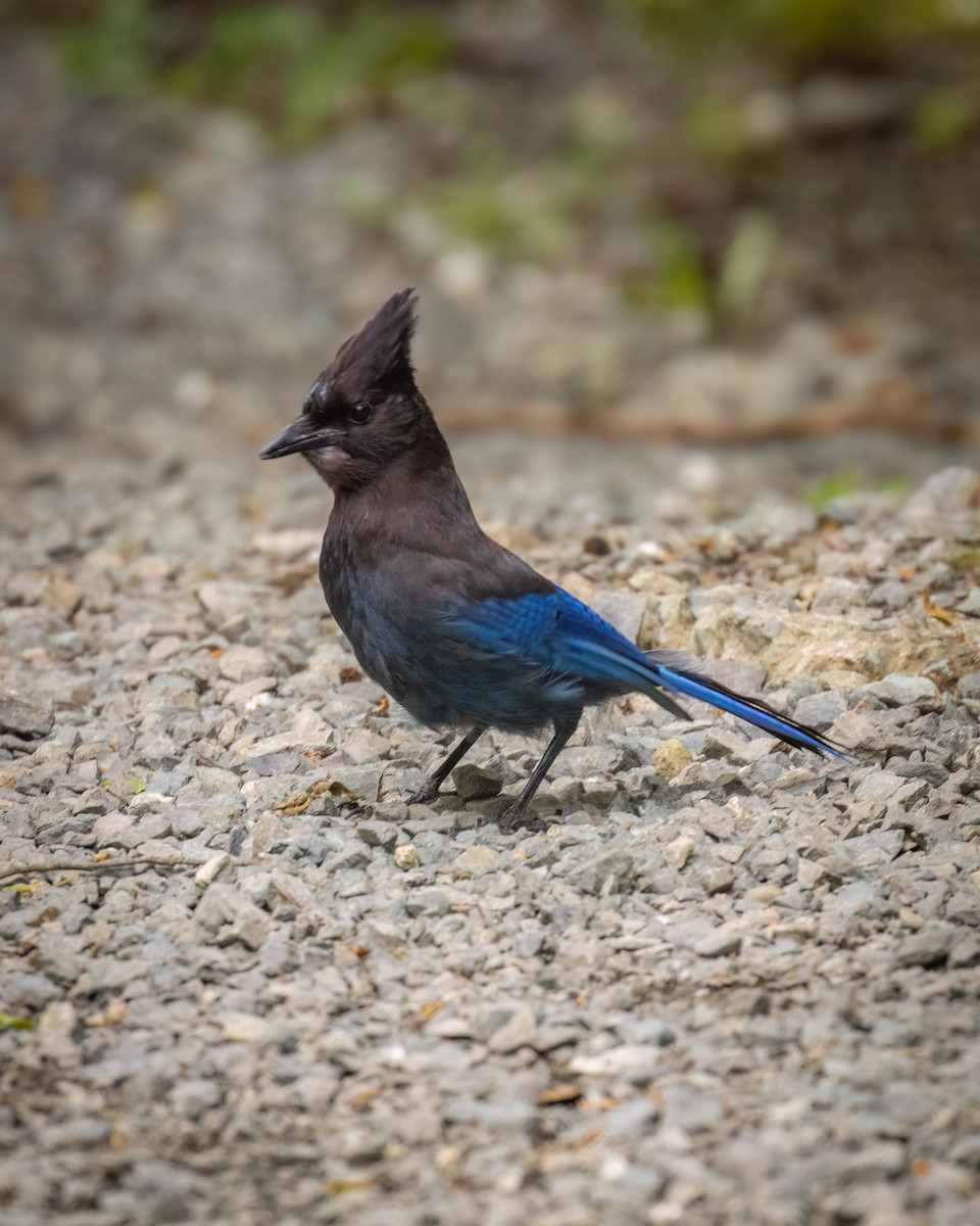 Steller's Jay - Mason Prokop