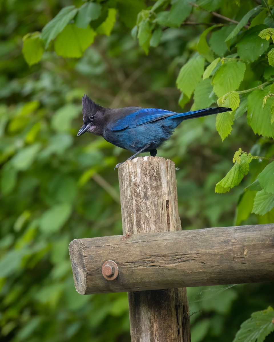 Steller's Jay - Mason Prokop