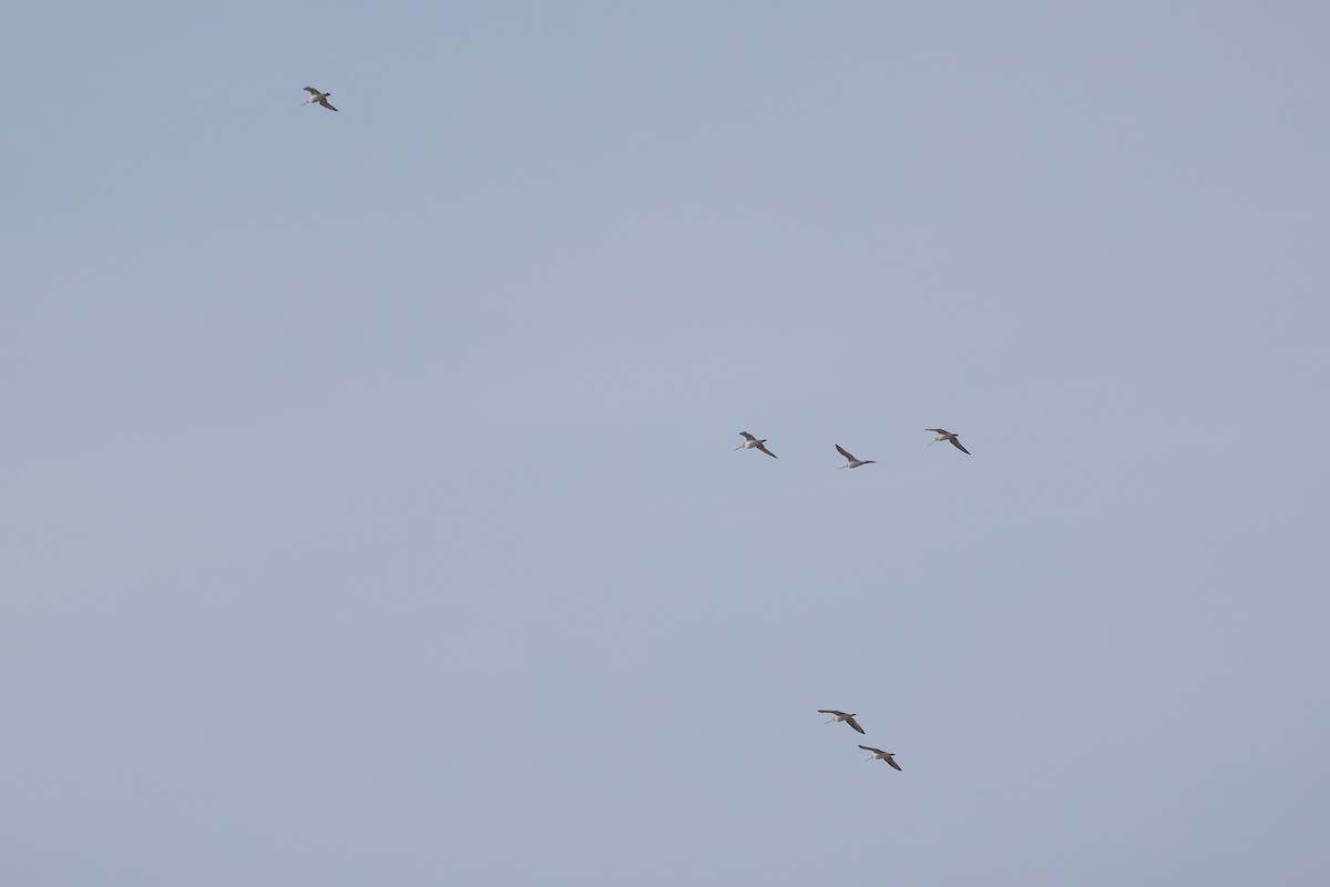 Bar-tailed Godwit - ML619607790