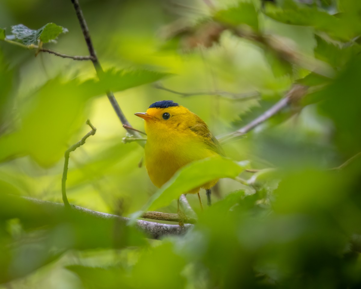 Wilson's Warbler - Mason Prokop