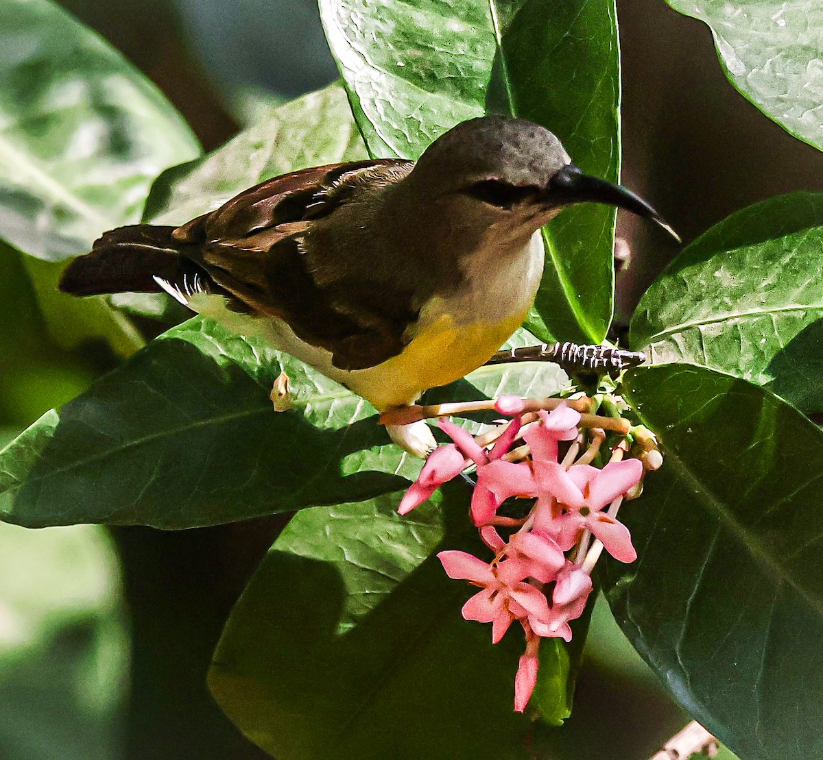 Purple-rumped Sunbird - Sanjay Gupta