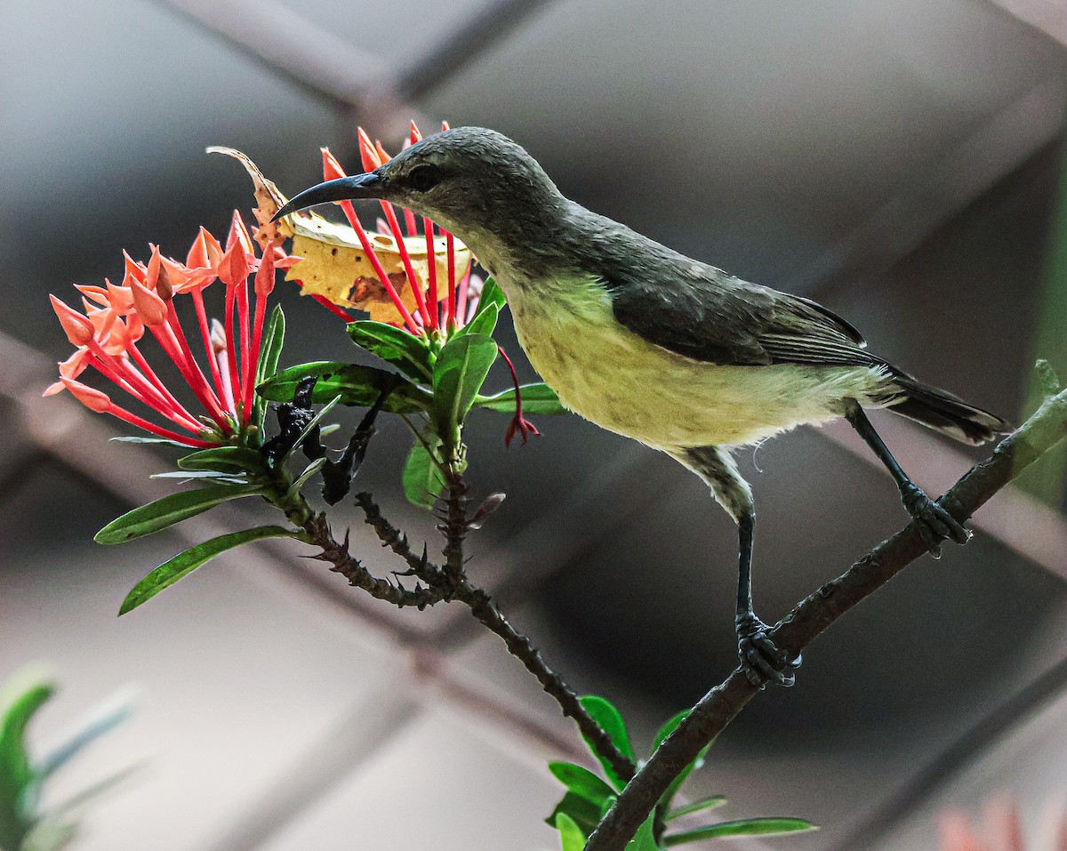 Purple-rumped Sunbird - Sanjay Gupta