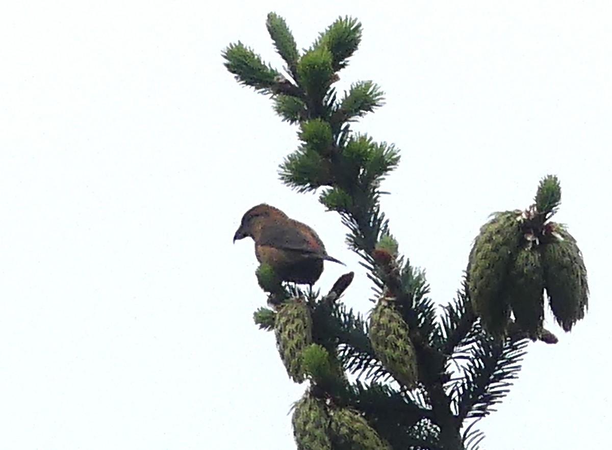 Red Crossbill - Aziza Cooper