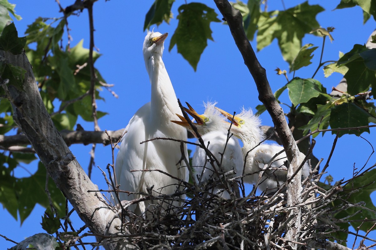 Great Egret - vijay t