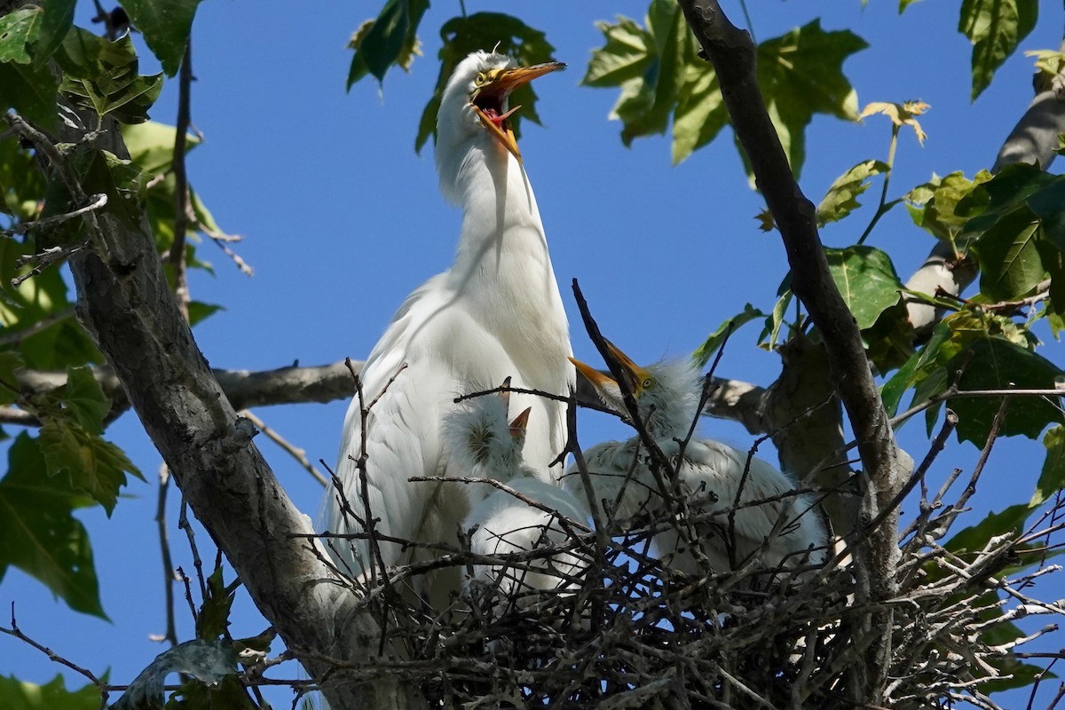 Great Egret - vijay t