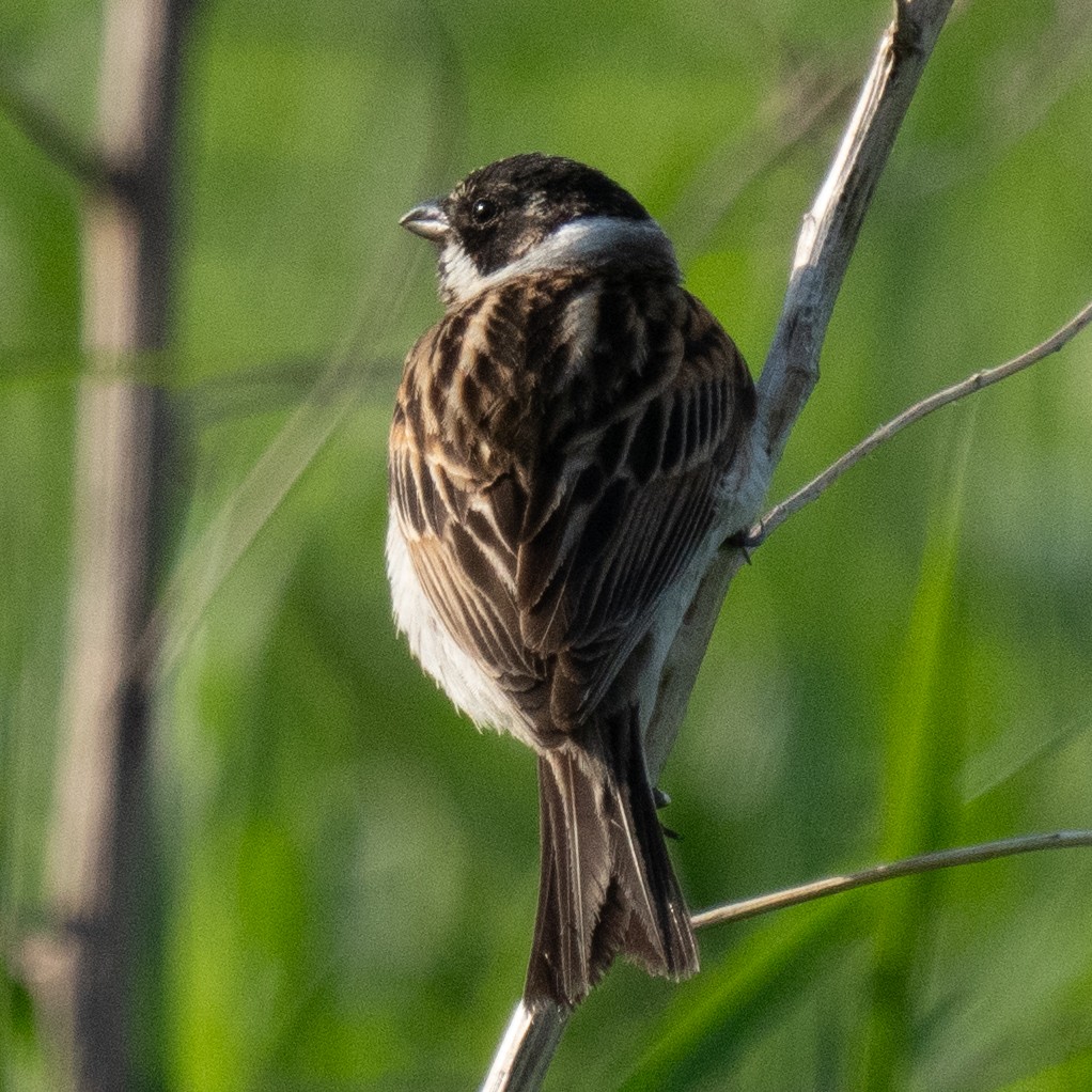 Reed Bunting - MASATO TAKAHASHI