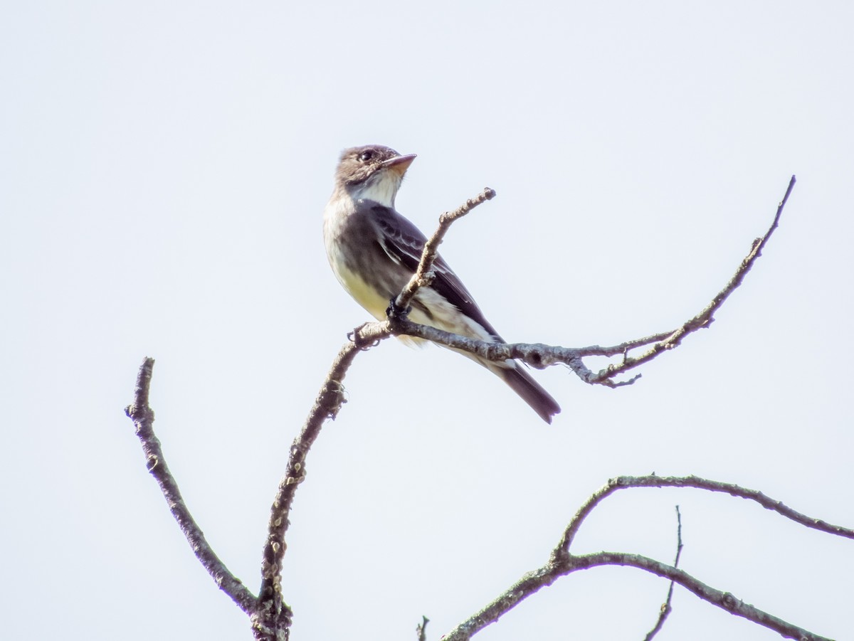 Olive-sided Flycatcher - Imogen Warren