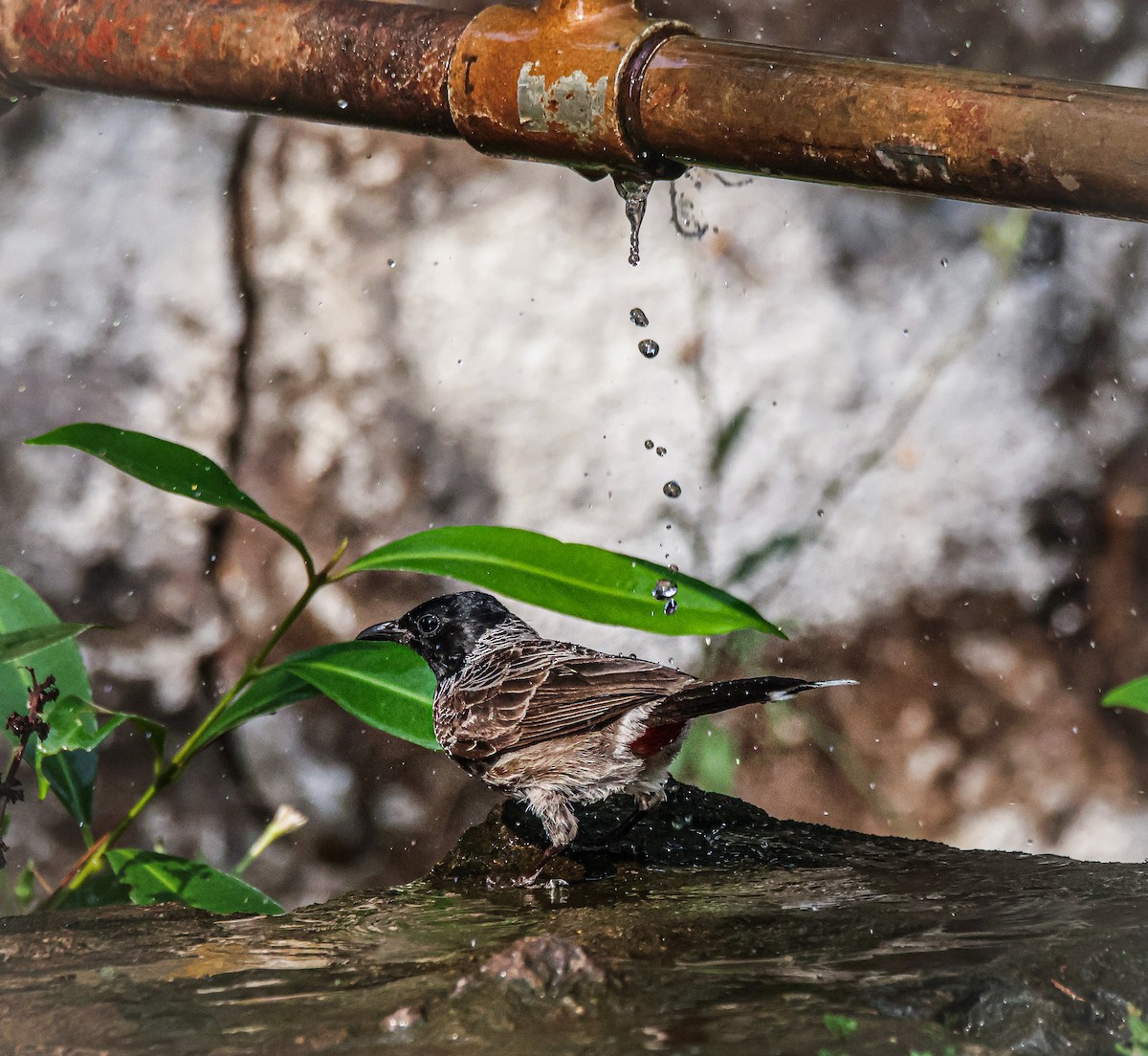 Red-vented Bulbul - Sanjay Gupta