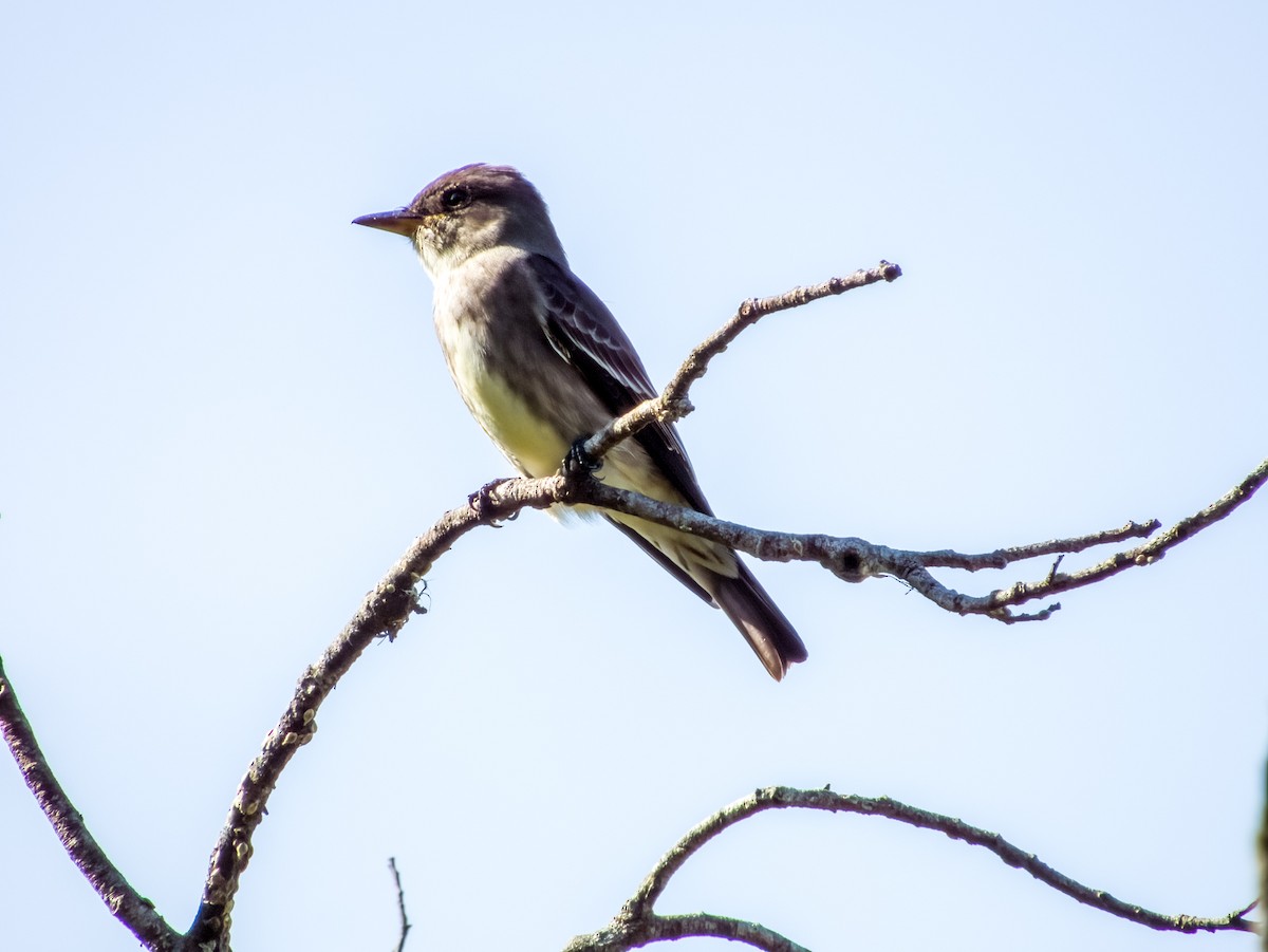 Olive-sided Flycatcher - Imogen Warren