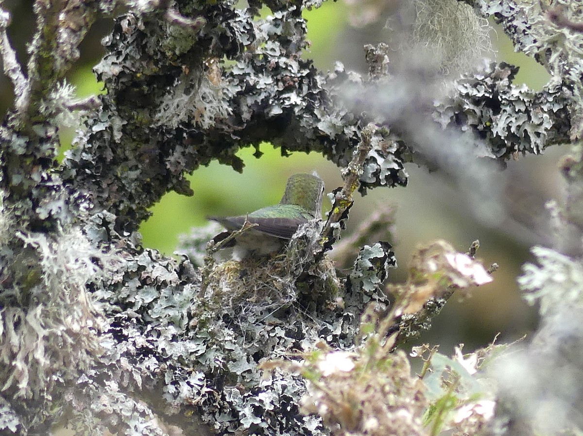 Anna's Hummingbird - Aziza Cooper