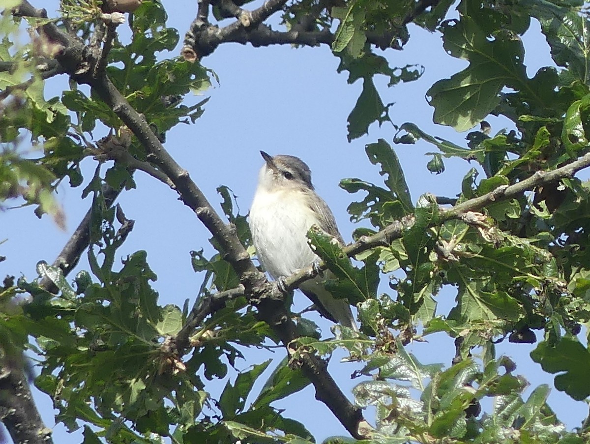 Warbling Vireo - Aziza Cooper