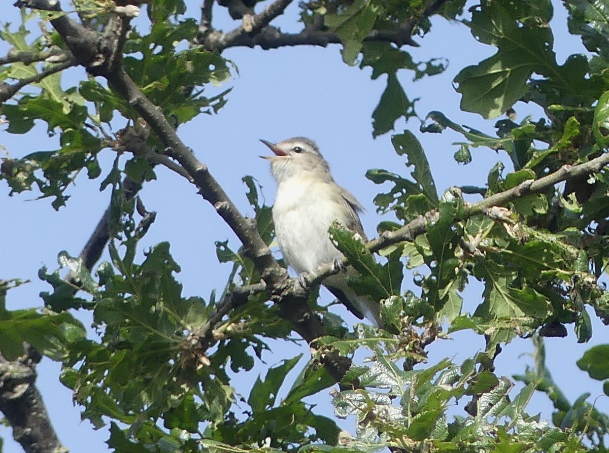 Warbling Vireo - Aziza Cooper