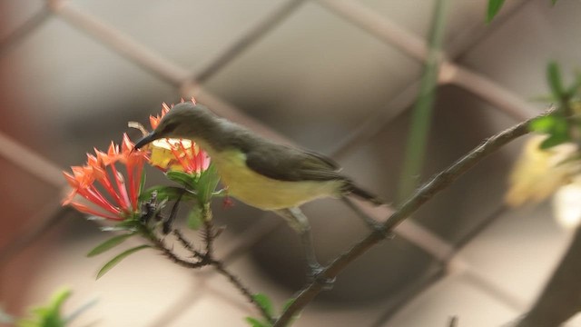 Purple-rumped Sunbird - ML619607825