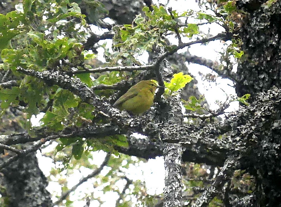 Orange-crowned Warbler - Aziza Cooper