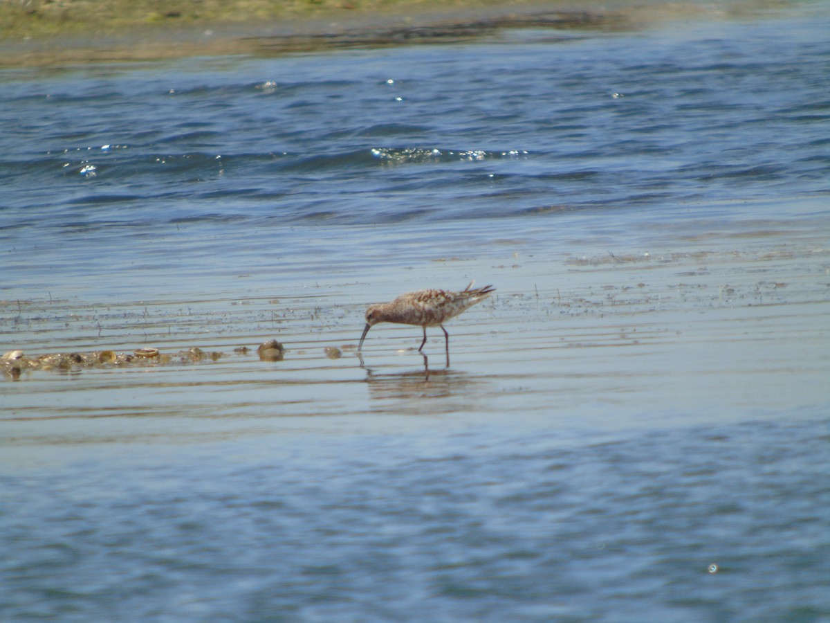 Curlew Sandpiper - Mehmet Altunbas