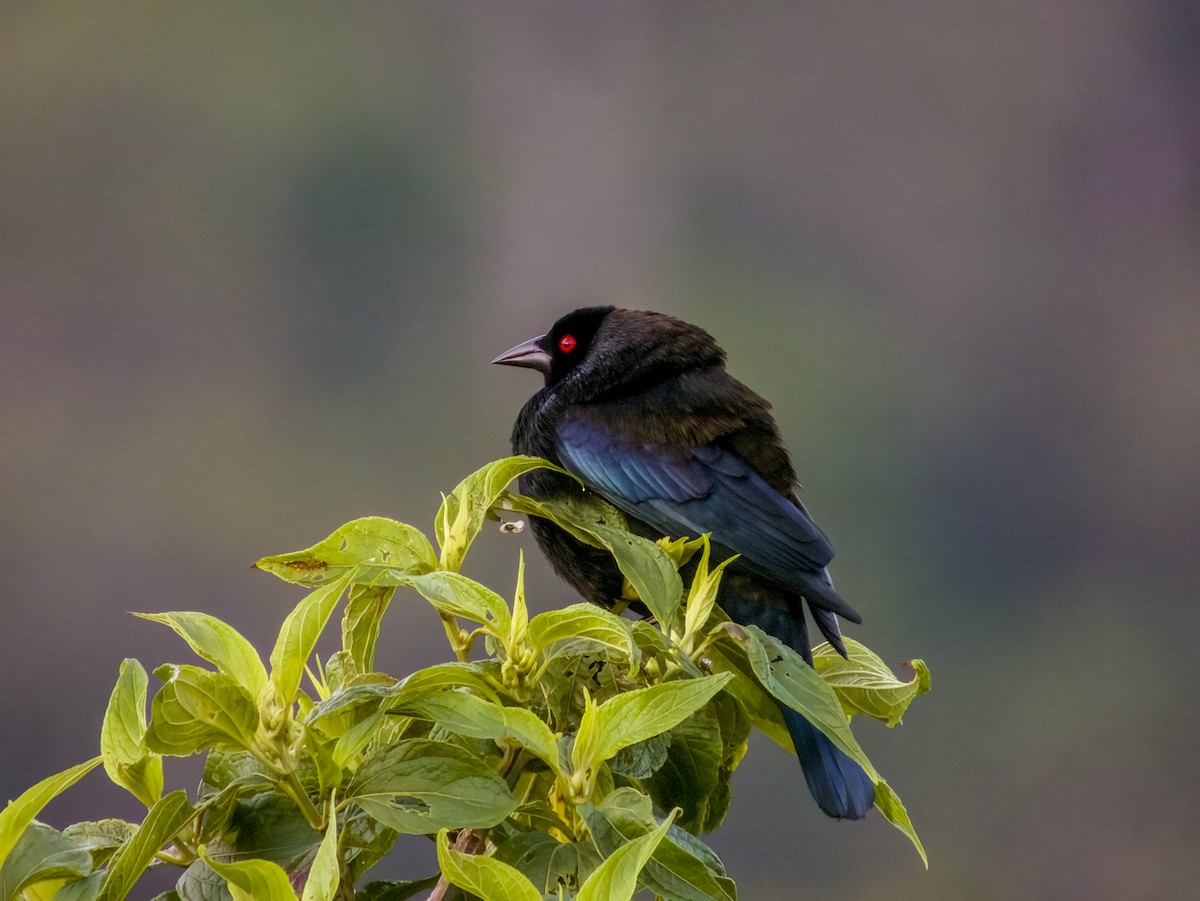 Bronzed Cowbird - Imogen Warren