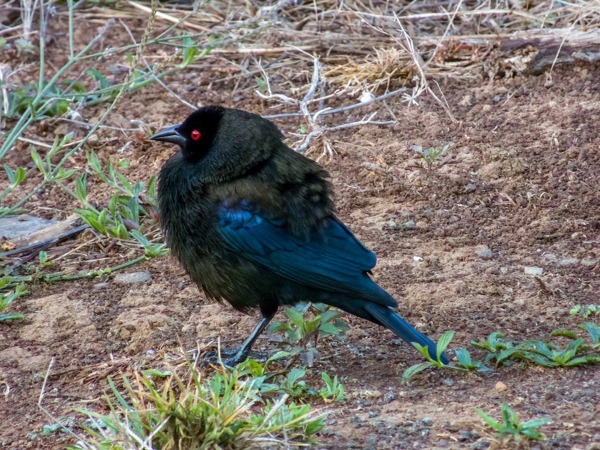 Bronzed Cowbird - Imogen Warren