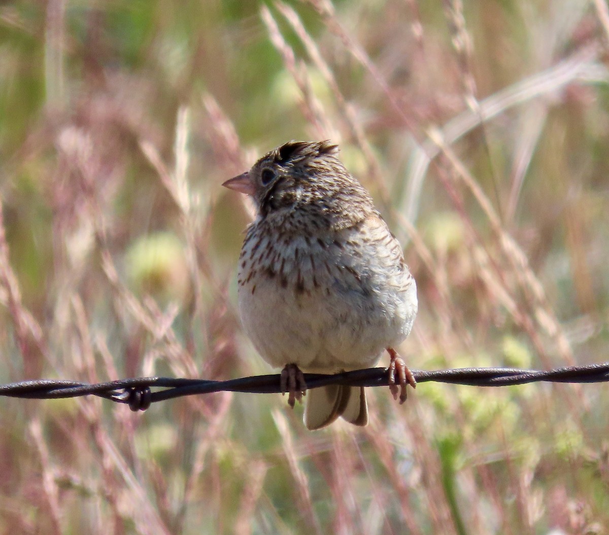 Vesper Sparrow - ML619607850