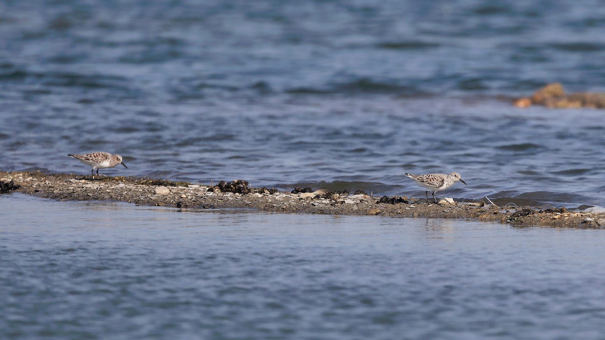 Sanderling - Josh Jones