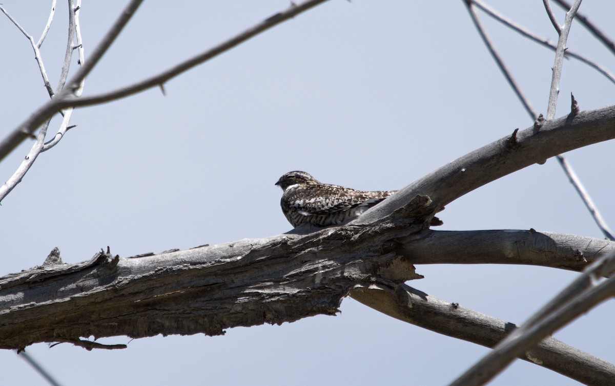 Common Nighthawk - ML619607853