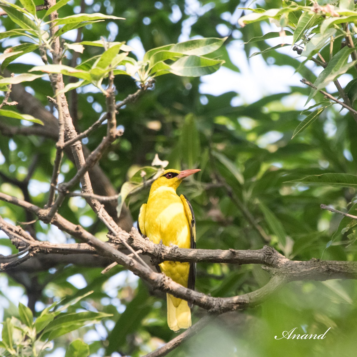 Indian Golden Oriole - Anand Singh