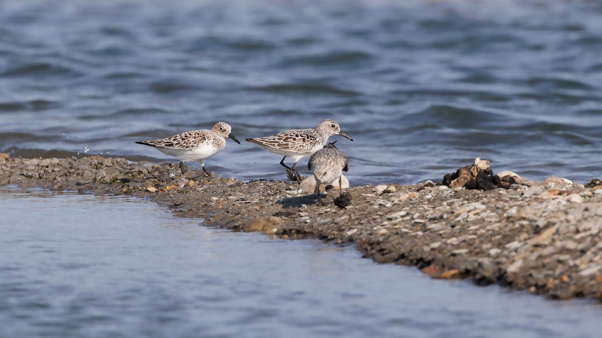 Sanderling - Josh Jones