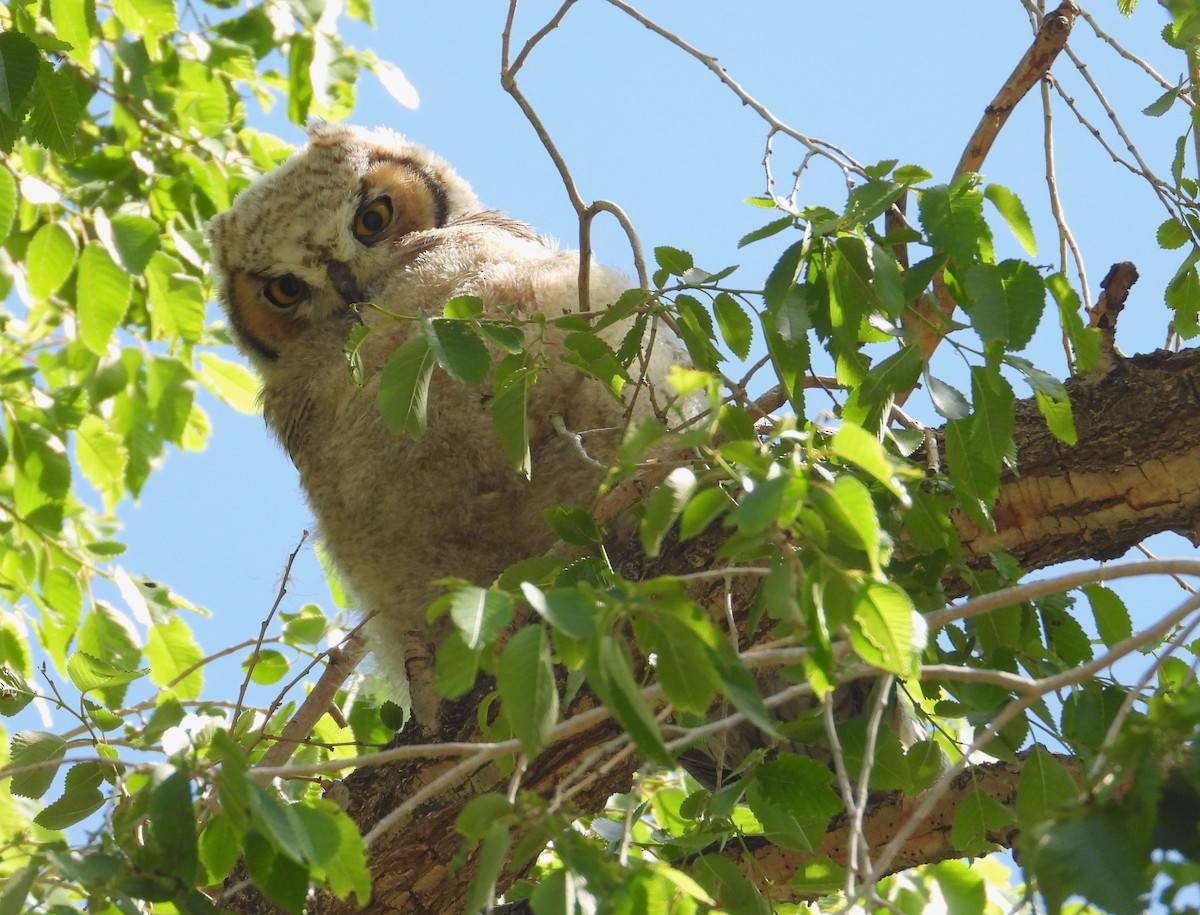 Great Horned Owl - ML619607857