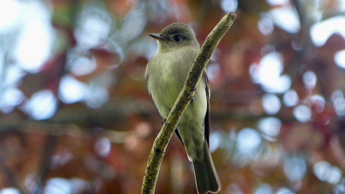 Western Wood-Pewee - Helen Baker