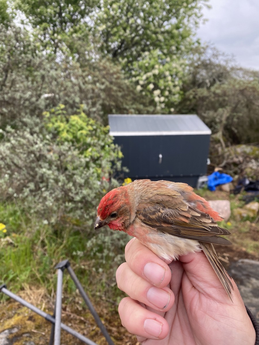 Common Rosefinch - Liam Langley