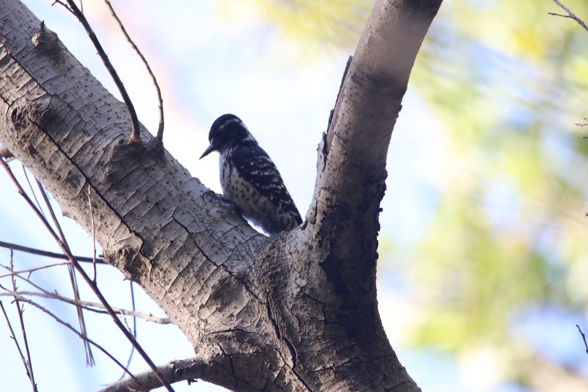 Nuttall's Woodpecker - Kaimipono Wenger