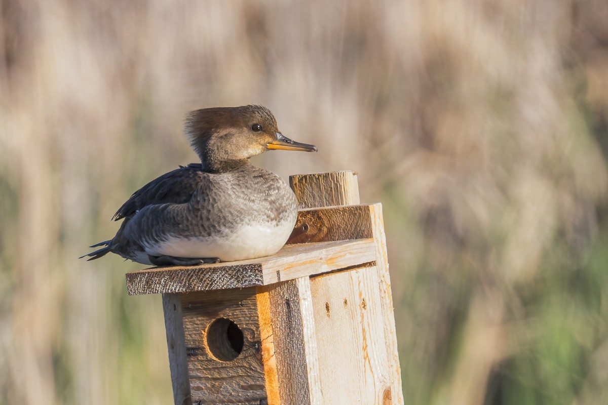 Hooded Merganser - Edouard Charbonneau