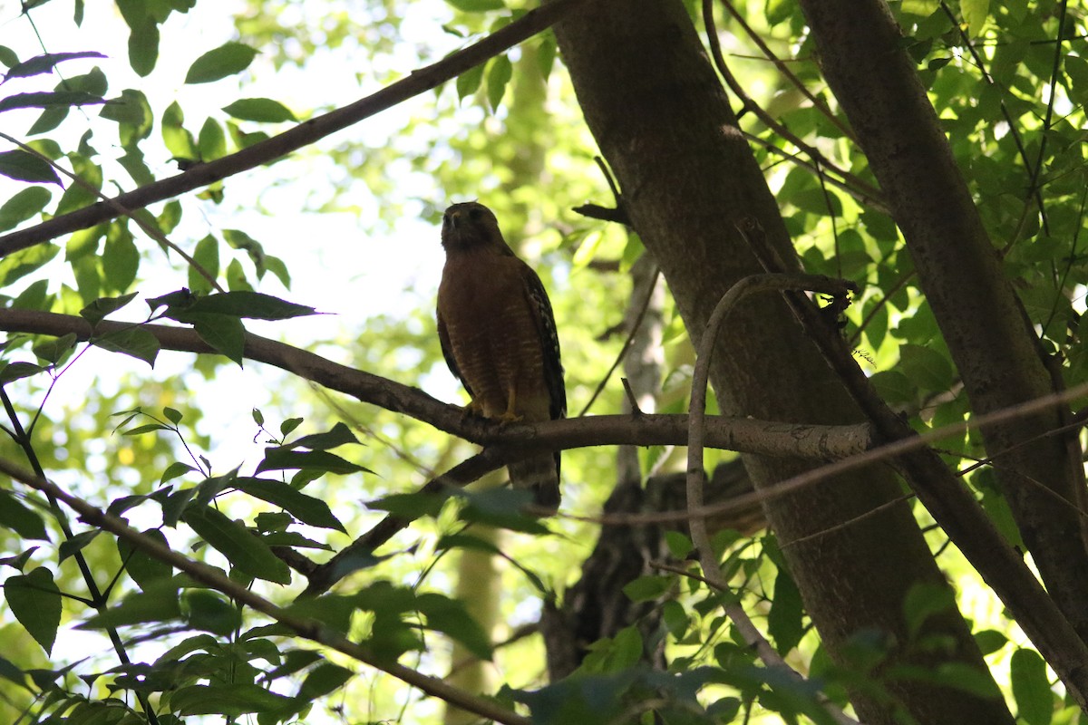 Red-shouldered Hawk - Kaimipono Wenger