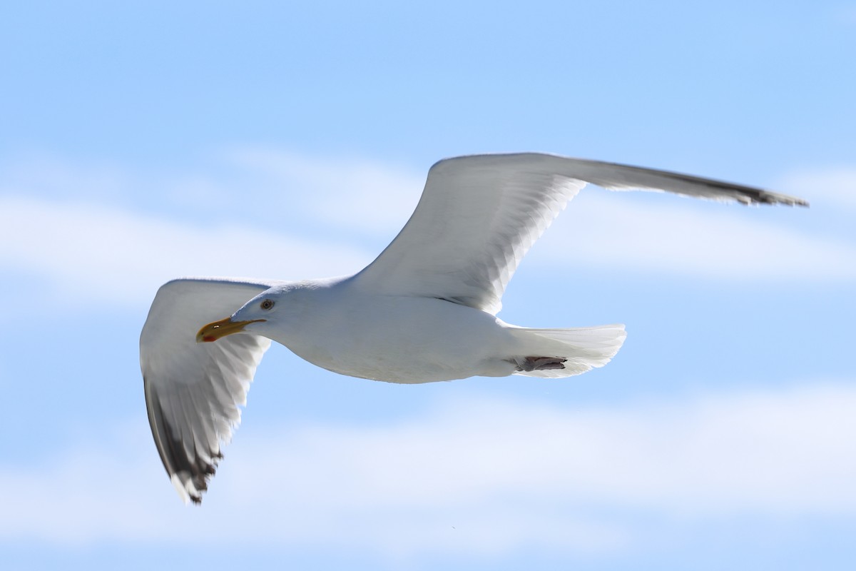 Herring Gull - Darcy Pinotti