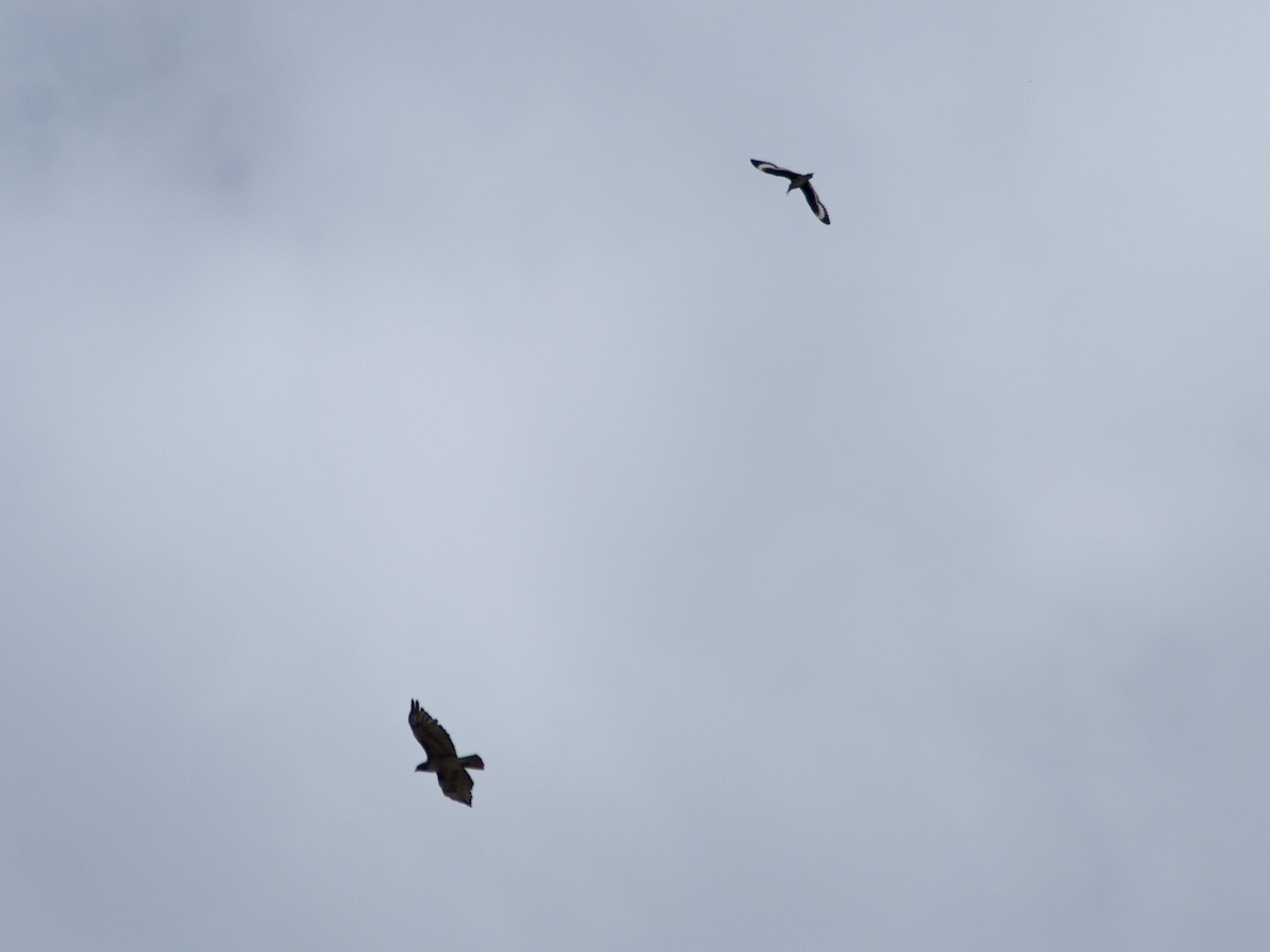 Willet - ML619607873