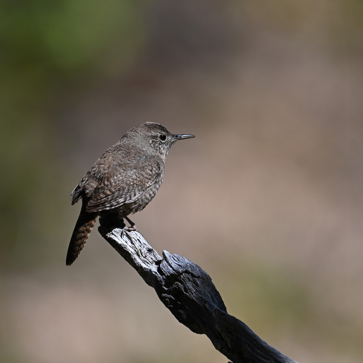 House Wren (Northern) - Ronnie Reed