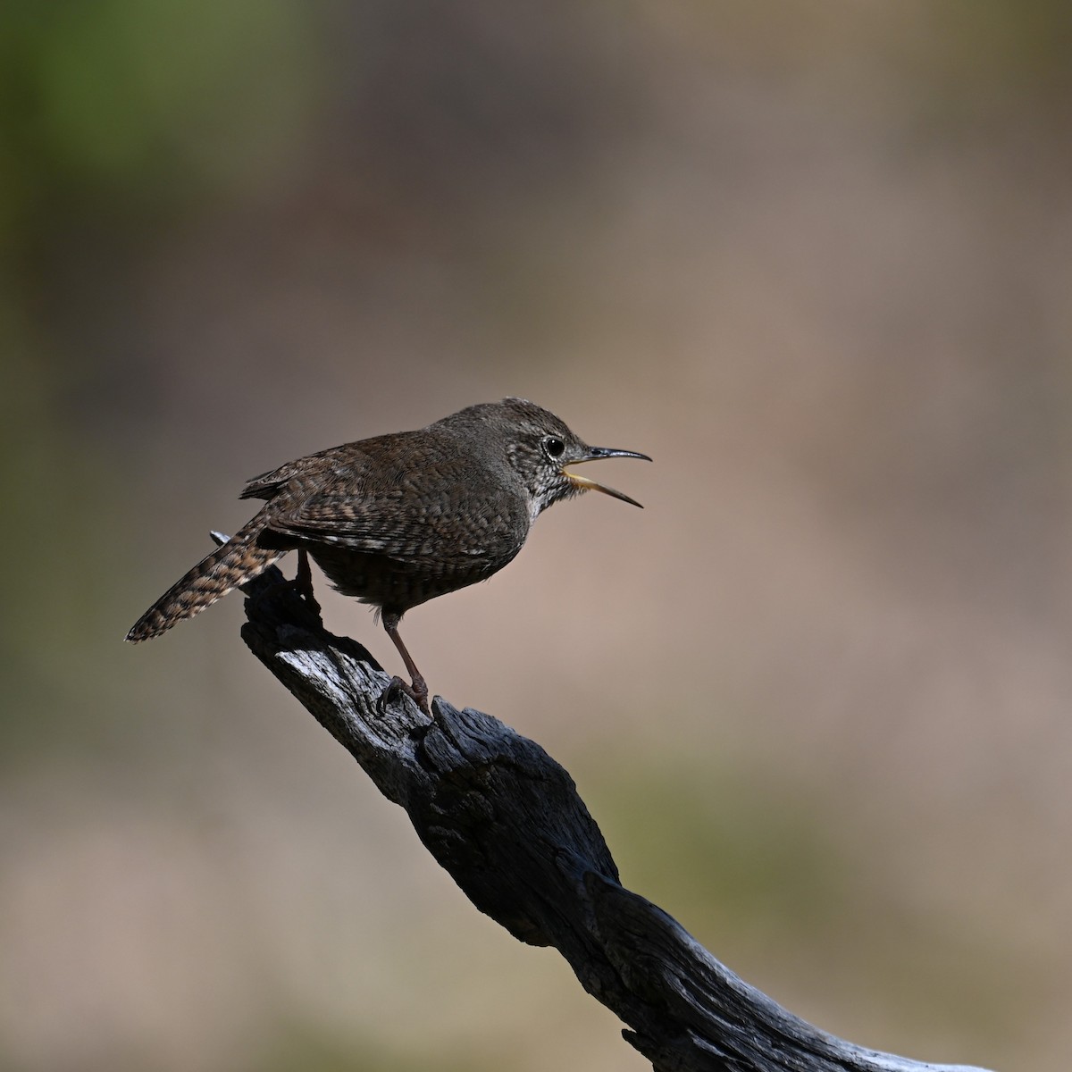 House Wren (Northern) - Ronnie Reed