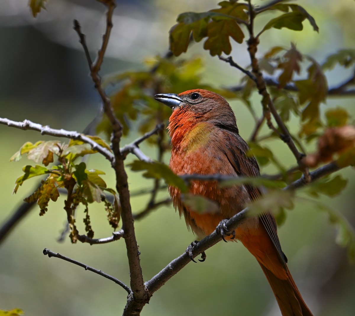 Hepatic Tanager - Ronnie Reed