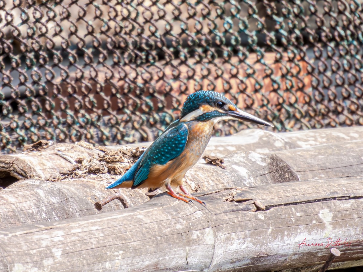 Common Kingfisher - Arunava Dutta