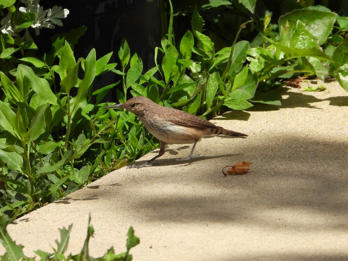 Rock Wren - Chipper Phillips