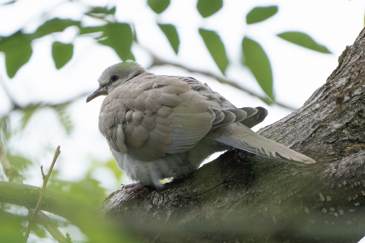 Eurasian Collared-Dove - Andrew Skotnicki