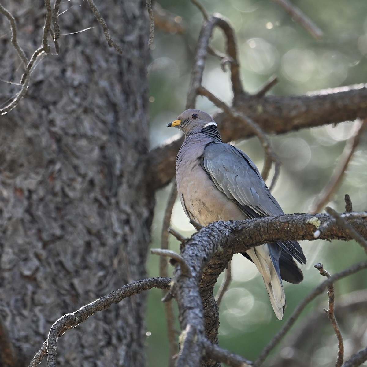Band-tailed Pigeon - Ronnie Reed