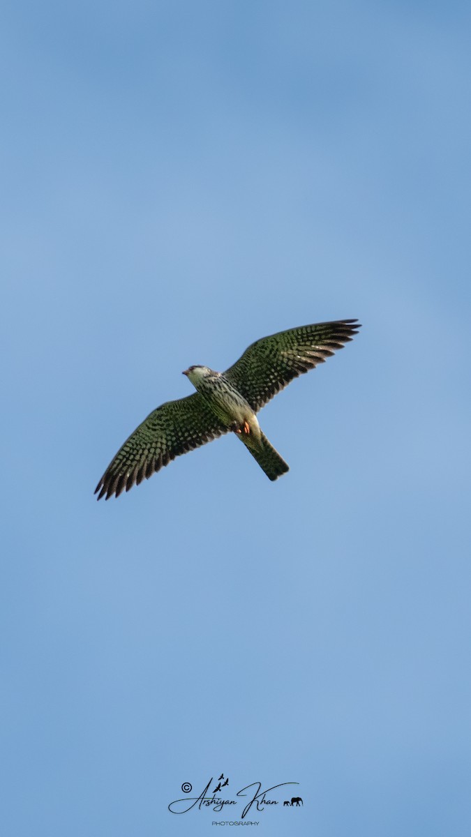 Amur Falcon - ML619607918