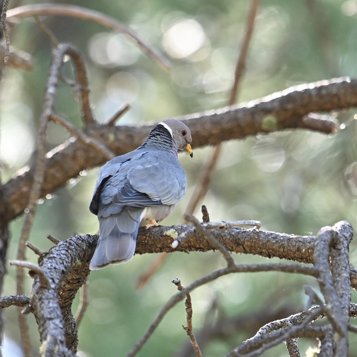 Band-tailed Pigeon - Ronnie Reed