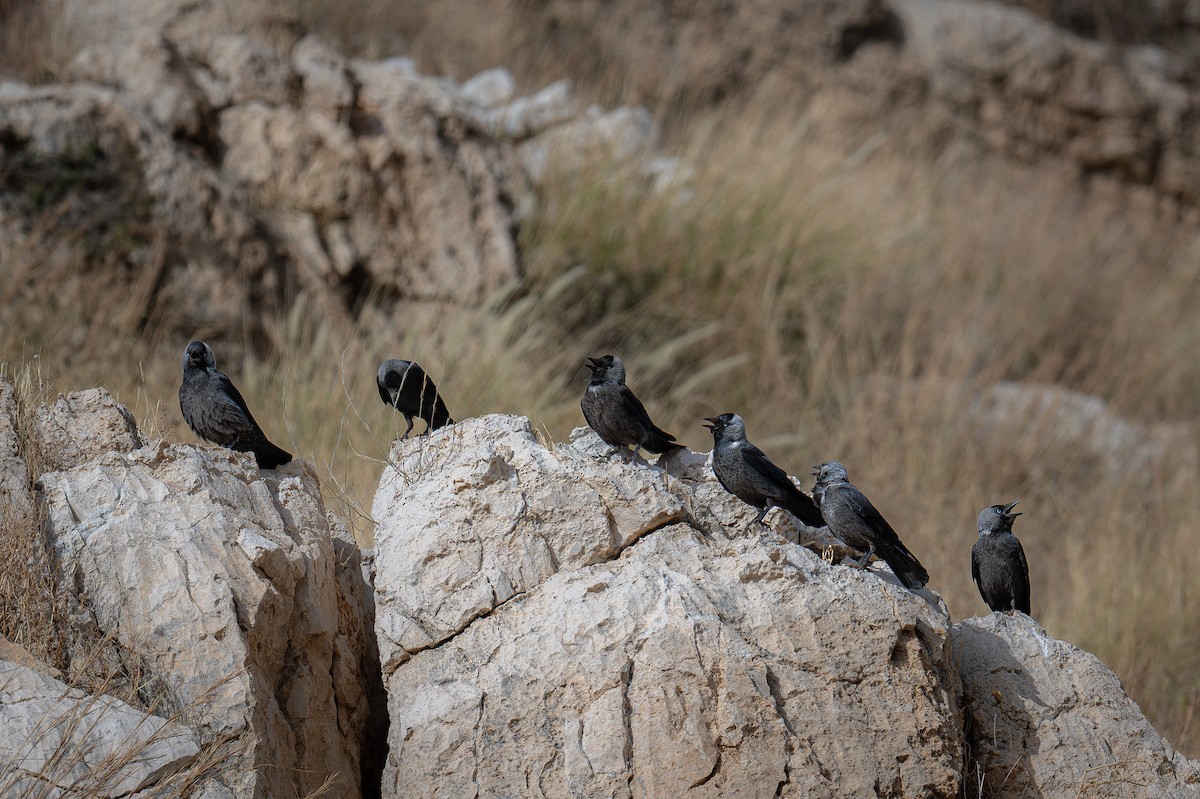 Eurasian Jackdaw - ML619607921