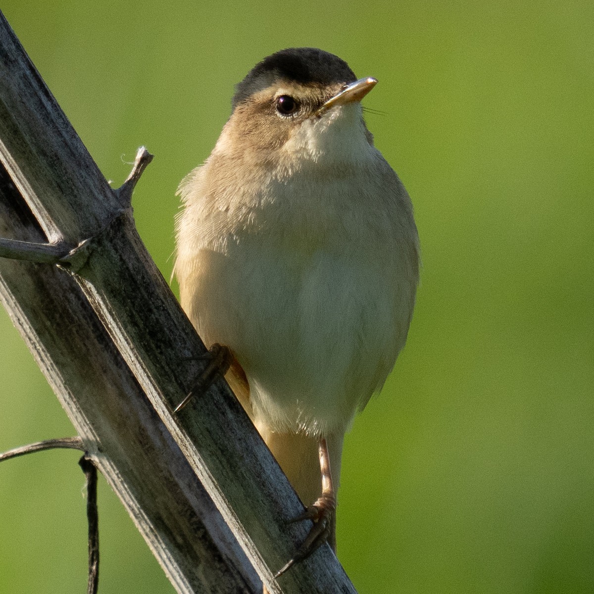 Black-browed Reed Warbler - MASATO TAKAHASHI