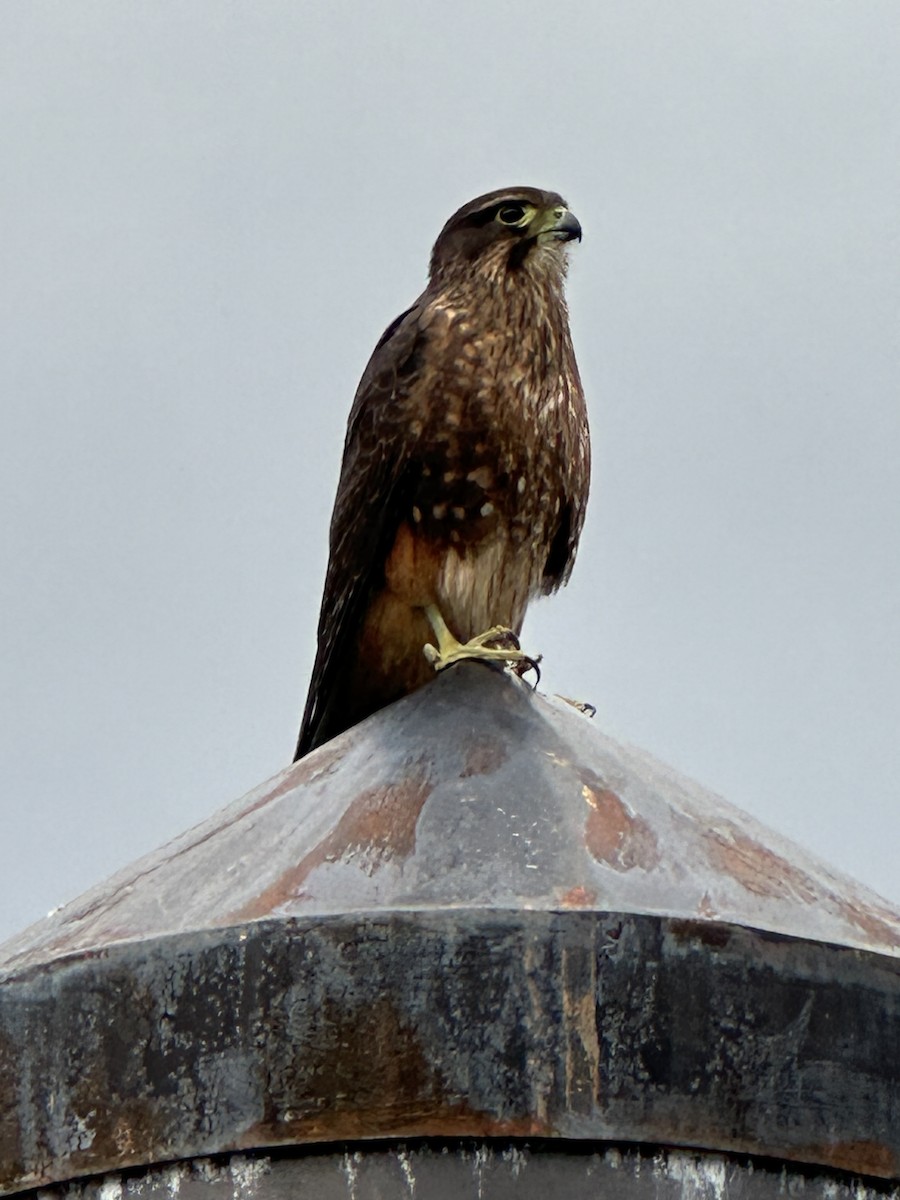 New Zealand Falcon - Kurtis Lindsay