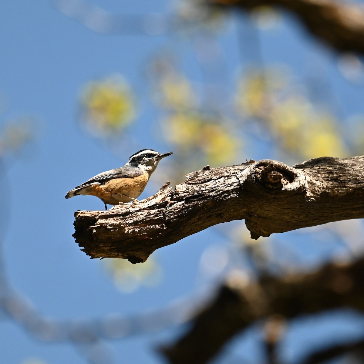 Red-breasted Nuthatch - Ronnie Reed